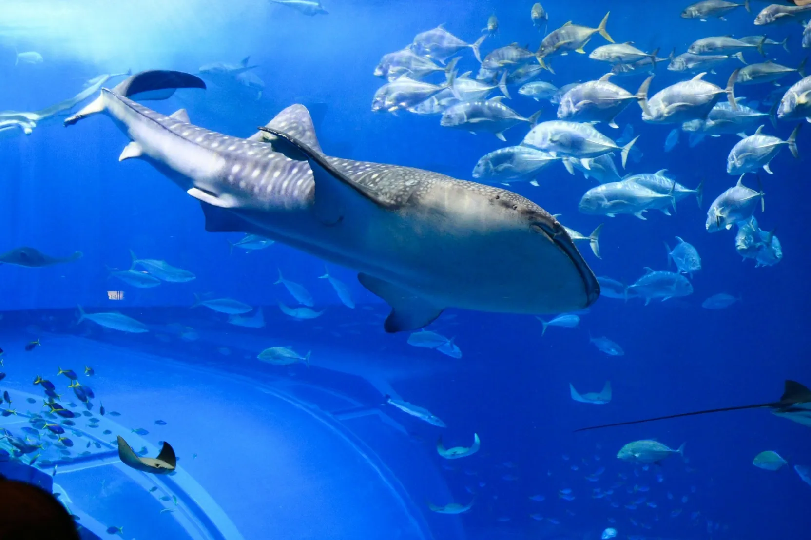 楽天マガジンは「るるぶ沖縄」や「まっぷる沖縄」などの旅行ガイドブックを読むことができます