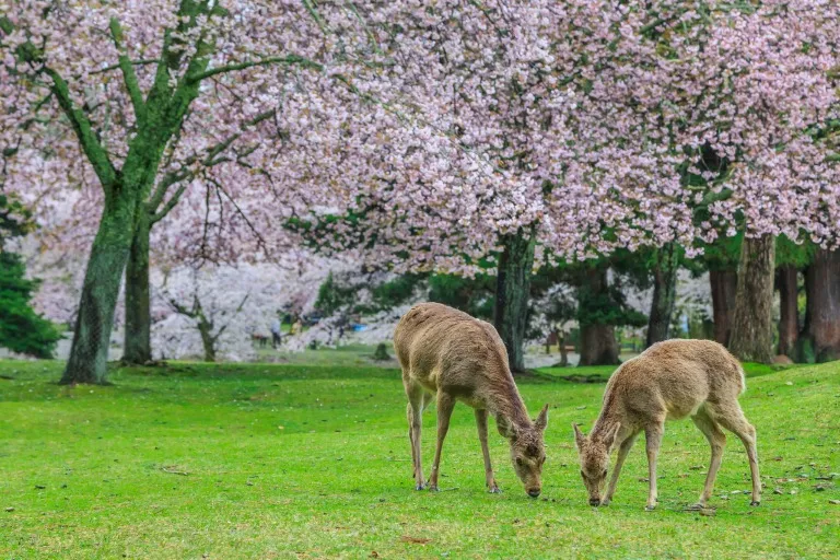 奈良県の旅行ガイドブックは楽天マガジンで読み放題
