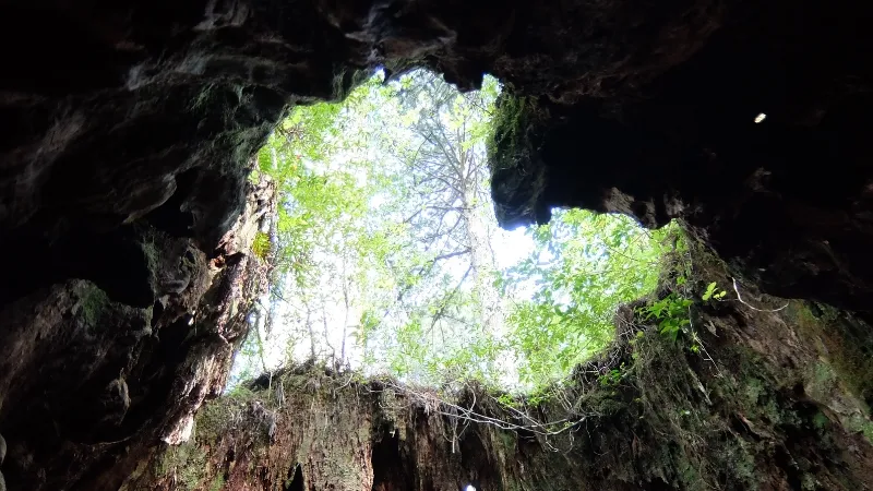 楽天マガジンは「ことりっぷ 屋久島・鹿児島・霧島」や「ココミル 鹿児島 霧島 指宿 屋久島」などの旅行ガイドブックを読むことができます